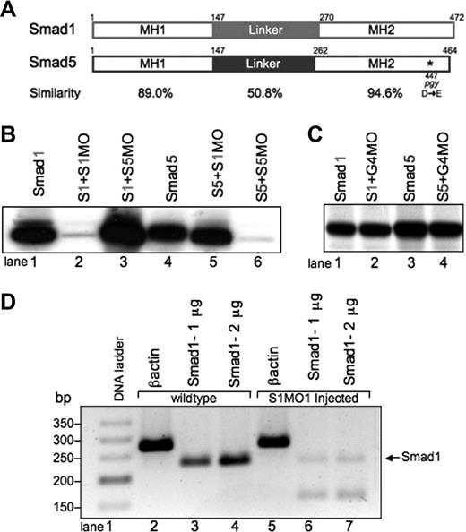 Figure 1. Smad1 and Smad5 are highly homologous, but can be individually targeted for loss of function studies using mutants and MO knockdown.(A) Comparison of zebrafish Smad1 and Smad5 protein structure. The MH1 and MH2 domains are highly similar, compared with the more divergent central linker region. The piggytail mutation (★) is located in the MH2 domain at amino acid 447 of Smad5. (B) In vitro transcription-translation of 35S-methionine–labeled Smad proteins. Smad1 (S1) can be efficiently and specifically targeted for knockdown by the addition of the Smad1 translation-blocking MO (S1MO; lanes 1 and 2). The reaction is not inhibited by the addition of the Smad5 MO (S5MO; lane 3). Smad5 (S5) can be targeted for inhibition by the addition of the Smad5 MO, but not the Smad1 MO (lanes 4-6). (C) In control reactions, a distinct MO (G4MO, specific for the gata4 gene) was used in equivalent reactions against Smad1 or Smad5. In each case, the control MO had no affect on translation, confirming that inhibition seen in panel B is specific. (D) RT-PCR analysis comparing RNA from uninjected embryos and embryos injected with the splice site–blocking MO (S1MO1) collected at 32 hpf. βactin serves as a positive control and generates a band of 277 bp. Primers that span exon2-intron2 generate for smad1 a 232-bp fragment. S1MO1 injection efficiently decreases the amount of properly spliced smad1 message. The smaller fragment at 170 bp was shown by sequencing to encode a misspliced smad1 isoform.