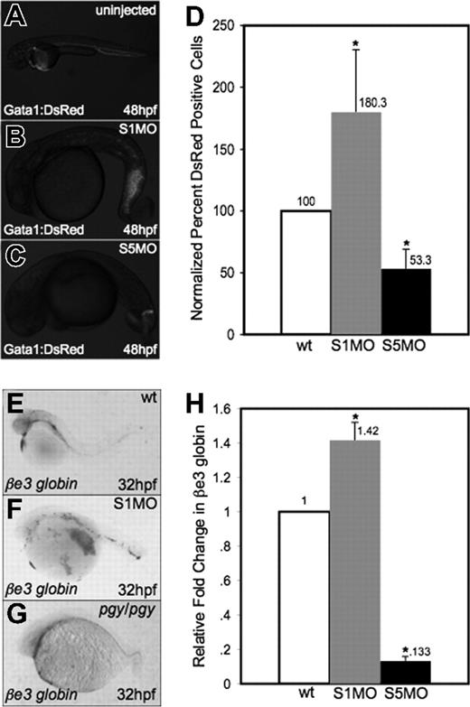 Figure 3. Smad1 knockdown enhances erythropoiesis. (A-C) Fertilized eggs derived from the gata1:DsRed reporter line were either uninjected controls (A) or injected with S1MO (B) or S5MO (C). There is an increase in erythrocyte production in the tail of smad1 morphants at 48 hpf (B), while smad5 morphants have a significant decrease in DsRed+ cells (C). Representative embryos are shown, and approximately 200 of each type of embryo were observed. (D) These phenotypes are quantified by flow cytometry of cells derived from control or morphant embryos at 32 hpf. Shown is the percentage of DsRed+ cells compared with control wt. *The difference compared with wt is significant by Student t test; P < .001. For each of 4 experiments, 30 embryos of each phenotype were collected for flow cytometry. (E-G) In situ hybridization was carried out for βe3 globin on wild-type (E), smad1 morphants (F), and pgy/pgy embryos (G). Shown are representative embryos at 32 hpf, showing that smad1 morphants are increased in erythrocyte production at 32 hpf (F); in contrast, piggytail (Smad5) mutants have a decrease in βe3 globin expression (G). In situ hybridization was done on a sample of 25 embryos for each; panels E-G are representative of the phenotypes seen. (H) Quantitative real-time PCR for βe3 globin was carried out on smad1 (S1MO) and smad5 (S5MO) morphant embryos at 32 hpf. Shown is the average fold change in expression calculated from 4 independent experiments, with samples analyzed each time in triplicate. Samples were normalized to β-actin, and wt set to 1. *The difference compared with wt is significant by Student t test; P < .001. Error bars in D and H indicate the standard deviation from the mean.