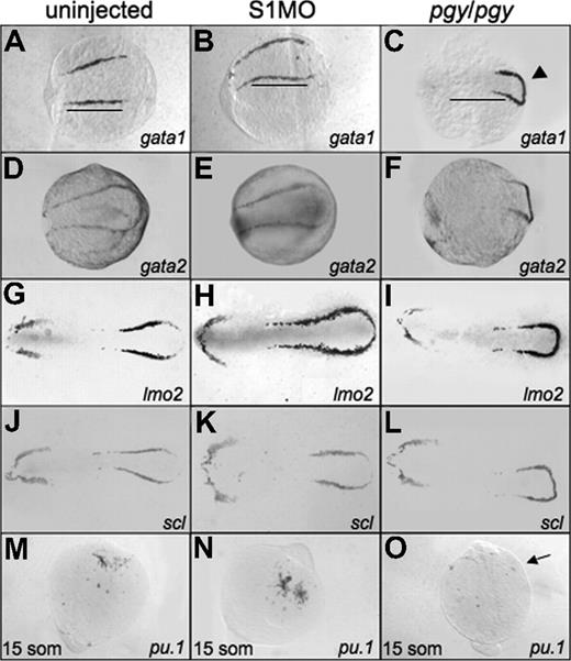 Figure 4. Early hematopoietic markers are expressed in smad1 morphants and piggytail mutants at the 5-somite stage. Shown are representative embryos following in situ hybridization for various hematopoietic markers at 5 somites using control (uninjected) embryos (A,D,G,J), smad1 morphants (B,E,H,K), and piggytail (pgy/pgy) mutants (C,F,I,L). Transcripts were analyzed for gata1 (A-C), gata2 (D-F), lmo2 (G-I), and scl (J-L). Pgy/pgy embryos were identified by genotyping after hybridization. Smad1 morphants have a modest increase in gata1, lmo2, and scl expression, while pgy/pgy embryos have more caudal expression (◀) of these as well as gata2. In panels A and B, note the increase in gata1 expression in smad1 morphants; the length of the gata1 stripe is longer (B), indicated by the bars that denote the extent of expression in wt. In contrast, pgy/pgy embryos have a shorter region of gata1 expression (C). The anterior lateral plate mesoderm expression of these markers is not effected. In situ hybridization was also performed at the 15-somite stage to detect pu.1 transcripts. (M-O) Levels are equivalent in control embryos (M) and smad1 morphants (N), while pgy/pgy (O) do not express pu.1 (noted by ). Each panel is a representative of 50 to 75 embryos analyzed per sample. Embryos are oriented: panels A-L are anterior to the left; panels A-F are whole mount; panels G-L are flat mount; and panels M-O are anterior to the top, whole mount.