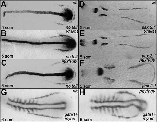 Figure 5. Early mesoderm markers are not affected by Smad1 or Smad5 knockdown. Shown are representative embryos following in situ hybridization for no tail (A-C) or pax2.1 (D-F) at the 5-somite stage in control (A,D), smad1 morphants (B,E), and piggytail mutant embryos (C,F). Pgy/pgy embryos were identified by genotyping after hybridization. Neither Smad1 nor Smad5 loss causes a significant change in the expression pattern of these markers. However, in piggytail embryos, the expression of the hematopoietic marker gata1 is expressed in a compacted pattern that forms a loop bisecting the myod-expressing domain (G,H). A total of 50 embryos per sample were analyzed.