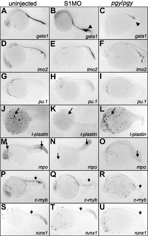 Figure 6. Smad1 morphants have an increase in gata1 expression, but lack l-plastin, while piggytail embryos lose most posterior hematopoietic marker expression at 24 hpf. Shown are representative embryos, 50 to 75 embryos per sample, following in situ hybridization. Uninjected control embryos (left column) (A,D,G,J,M,P,S) were compared with smad1 morphants (S1MO; middle column) (B,E,H,K,N,Q,T), and pgy/pgy mutant embryos (right column) (C,F,I,L,O,R,U) for primitive and definitive hematopoietic transcripts: gata1 (A-C), lmo2 (D-F), pu.1 (G-I), l-plastin (J-L), myeloperoxidase (mpo) (M-O), c-myb (P-R), and runx1 (S-U). At 24 hpf, smad1 morphants have an increase in gata1 expression in the tail (◀ in panel B), while pgy/pgy embryos have a significant decrease (◀ in panel C). In contrast, pgy/pgy have normal l-plastin (long arrow, panel L) and mpo (long arrow, panel O) expression, while smad1 morphants lack all l-plastin expression (long arrow, panel K) and most mpo expression (long arrow, panel N). Loss of either Smad1 or Smad5 leads to a lack of the definitive markers c-myb and runx1 (noted by ). In all images, the embryos are shown whole mount with anterior to the left.
