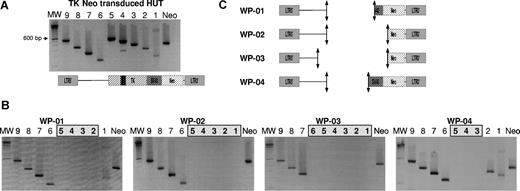Figure 4. Deletions occur within the HSV-tk gene. (A) Agarose gel electrophoresis of PCR performed on DNA of an integral transgene. The 9 PCRs were performed on DNA extracted from 100% G1TKSvNa-transduced HUT cells. As expected, PCR W-04 produced 2 PCR products corresponding to the full-length and truncated HSV-tk gene. (B) Different deletion profiles (WP-01 to WP-04) obtained from clones of different patients. The absence of PCR products in successive PCRs delimited the deletion area. MW indicates molecular weight marker 100-bp DNA ladder. (C) Schematic representation of deletion areas on the G1TKSvNa vector linear map.