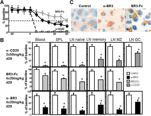 Figure 3. NHP B-cell reduction effects of anti-BR3 mAb, BR3-Fc, and anti-CD20 mAb. Comparison of blood B cell numbers from cynomolgus monkeys treated with anti-BR3 mAb (20 mg/kg/week: days 0-29, n = 16; days 29-60, n = 10; terminal d29, n = 6), BR3-Fc (20 mg/kg/week: days 0-29, n = 12; days 29-60, n = 4; terminal d29, n = 8), anti-CD20 (2 × 50 mg/kg: days 0 and 14, n = 4), and vehicle control (same numbers as active agent groups) (A). Anti-BR3 appeared to reduce blood and spleen B cells faster and more profoundly than BR3-Fc but slower and less completely compared with anti-CD20 mAb. Naive lymph node B cells (CD20+CD21+CD27−) were reduced similarly by anti-BR3 and anti-CD20 treatments and less by BR3-Fc. Other lymph node B-cell subsets—memory (CD20+CD21+CD27+), marginal zone (CD20+CD21hiCD27−/+), germinal center (CD20+CD21−) cells—were reduced similarly by all treatments (germinal center cells were not assayed in the BR3-Fc-treated experiment) (B). Statistical significance compared with the control treated group is indicated with an asterisk. Because treatment groups were in separate experiments, statistical analysis was always performed against internal vehicle control group. Treatment with anti-BR3 or BR3-Fc result in spleen B-cell reduction measured by immunohistochemistry. B cells, blue (anti-CD20); T cells, orange (anti-CD3) (C). See “Immunofluorescence and immunohistochemistry staining” for image acquisition details.