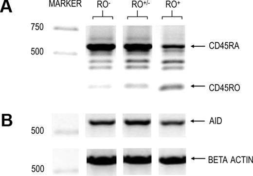 Figure 2. Semiquantitative RT-PCR of RO-subdivided GC B cells. IgD−CD38+ GC B cells were cytometrically sorted based on their surface RO levels as defined in Figure 1A,B. RNA was immediately isolated and used in semiquantitative RT-PCR using β-actin to normalize RNA levels. Amplified targets included (A) CD45 isoforms highlighting RA and RO and (B). AID molecular weight markers are indicated to the left.