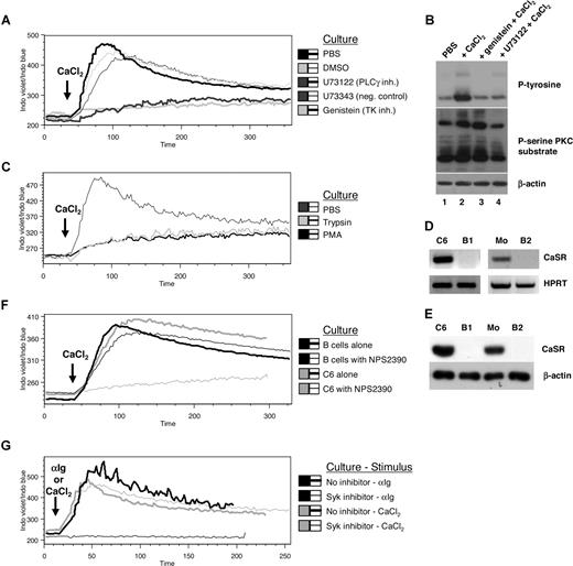 Figure 2. Effects of CaSR, signal transduction inhibitors, and trypsinization on Cao2+-mediated Cai2+ changes. (A) PBMCs were treated with U73122 (10 μM) and its negative control U73343 (10 μM), genistein (50 μg/mL), or DMSO (2 μL/mL) for 30 minutes prior to adding Indo-1 AM and CD19 PE antibodies. Calcium flux data were obtained upon the addition of 500 μM CaCl2 () in B cells over a 6-minute period. (B) Isolated B cells were cultured in PBS with or without genistein or U73122 for 30 minutes prior to adding CaCl2 (500 μM) for 2 minutes followed by cell lysis. Samples were then electrophoresed and immunoblotted for phosphorylated (P)–tyrosine, P-serine PKC substrate, and β-actin (loading control). (C) B cells were treated with trypsin or PMA (16 nM) for 30 minutes and 4 hours, respectively, in PBS prior to calcium flux analysis. (D,E) RNA and protein were extracted from C6 cells, isolated monocytes (Mo's), and B cells from 2 different donors (B1, B2) prior to one-step RT-PCR (D) or immunoblotting (E) for CaSR expression. (F) PBMCs or rat brain C6 cells were treated with NPS2390 (20 μM) for 30 minutes prior to calcium flux analysis. (G) B cells were treated with Syk inhibitor (20 μM) for 30 minutes prior to calcium flux analysis in response to 10 μg/mL anti-Ig or 500 μM CaCl2. Data are representative of 3 different samples.