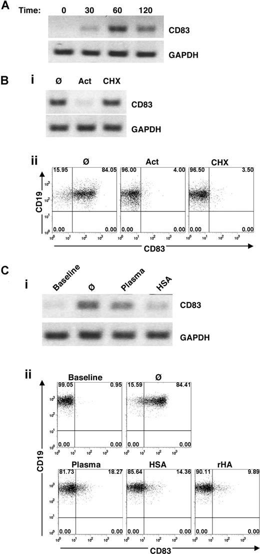 Figure 4. Transcriptional regulation of Cao2+-induced CD83 expression on human B cells. (A) Time course of CD83 gene expression (as determined by RT-PCR) in isolated B cells cultured in AIM-V for 0, 30, 60, or 120 minutes. The example is representative of 5 additional samples. (B) Effects of transcriptional and translational inhibitors on CD83 expression. Isolated B cells were cultured for 1 hour in AIM-V alone (Ø) or with actinomycin D (Act) (100 ng/mL) or cycloheximide (CHX) (100 μM) prior to total RNA extraction and RT-PCR (i) and PBMCs were cultured for 4 hours prior to flow cytometric analysis of CD83 expression in B cells (CD19+-gated PBMCs) (ii). (C) Effects of plasma and albumin on CD83 expression. (i) Purified B cells were cultured in AIM-V with plasma or HSA for 1 hour prior to RNA extraction and RT-PCR. (ii) Flow cytometric analysis of CD83 on B cells (gated on CD19+ cells in PBMC populations) cultured for 4 hours in AIM-V with 30% autologous plasma, HSA (50 mg/mL), or rHA (50 mg/mL). The data shown are representative of 7 different experiments.
