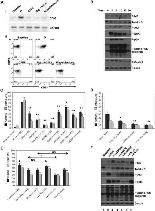 Figure 5. Signaling molecules involved in responses to Cao2+. (A) Effects of NF-κB inhibitors on CD83 expression. (i) Isolated B cells were cultured for 1 hour with CAPE (25 μg/mL), Bay 11–7082 (1 μM), or wedelolactone (150 μM) prior to RNA extraction and RT-PCR. (ii) PBMCs were cultured for 4 hours prior to flow cytometric analysis of CD83 expression in B cells (CD19+-gated PBMCs). Baseline CD83 expression was analyzed immediately after cell isolation. (B) Isolated B cells were cultured in AIM-V for 0, 2, 5, 10, 30, and 60 minutes prior to lysis. Samples were then electrophoresed and immunoblotted for phosphorylated (P)–IκB, total IκB, P-AKT, P-ERK, P-p38 MAPK, P-serine PKC substrate, P-CaMKII, and β-actin (loading control). Similar results were obtained using samples from 3 different donors. (C-E) Cells were incubated in AIM-V with chlorpromazine (Chlor, 2 μM), CsA (1 μg/mL), KN-93 (20 μM), Gö6976 (1 μM), PD98059 (20 μM), U0126 (20 μM), SB203580 (2 μg/mL), Ly294002 (20 μM), or wortmannin (100 nM) for 4 hours. Statistical analysis was performed on percentage CD83 expression of treated compared with untreated (“alone”) samples (C) or of samples treated with a combination of inhibitors compared with samples treated with one inhibitor (D,E). Data were obtained by gating on CD19+ cells in PBMC populations. *P < .05; **P < .001. (F) Protein extracts were obtained from isolated B cells immediately after isolation (baseline) or after 10 minutes in culture in AIM-V alone or with LY294002, Gö6976, PD98059, KN-93, or its inactive analog KN-92, and then analyzed by immunoblotting. Similar data were obtained from 2 additional donors.