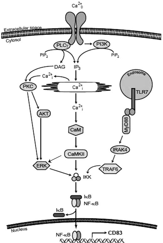 Figure 7. Schema of signaling pathways from the calcium-sensing receptor on B cells to NF-κB. The binding of Cao2+ to a cell surface receptor or receptors activates PLCγ and releases Cai2+ stores, leading to the activation of 3 main signaling cascades (PKC, AKT, and CaM) that converge on IKK and result in the activation and translocation of NF-κB. The signaling pathway activated by S28690 is also shown.