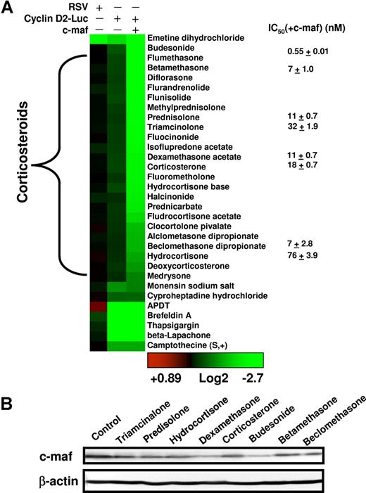 Figure 3. Clustering and characterization of small-molecule inhibitors of the cyclin D2 promoter. (A) The numeric value of the inhibition of cyclin D2 transactivation was represented colorimetrically. Drugs were assigned into families based on the annotation from the LOPAC and Prestwick libraries and clustered using the Cluster and Treeview algorithms.18 The results of the representative reproducible hits are shown. To determine whether molecules identified in the screen were nonspecific inhibitors of luciferase, preferential inhibitors of c-maf–dependent cyclin D2 transactivation, or c-maf–independent inhibitors of cyclin D2 transactivation, hits were tested in NIH3T3 cells overexpressing the RSV promoter driving luciferase, NIH3T3 cells overexpressing c-maf and the cyclin D2 promoter driving luciferase, and NIH3T3 cells without c-maf but overexpressing the cyclin D2 promoter driving luciferase. Molecules were tested at a final concentration of 5 μmol/L. Selected glucocorticoids were tested in dose-response studies in NIH3T3 cells overexpressing c-maf and the cyclin D2 promoter driving luciferase. The mean IC50(± SD) is shown, where the IC50 represents the concentration of the compound required to reduce luciferase activity by 50% from untreated control cells. (B) NIH3T3 cells overexpressing c-maf were treated with selected glucocorticoids (final concentration 5 μmol/L). Twenty-four hours after treatment, cell lysates were resolved by SDS-polyacrylamide gel electrophoresis (PAGE) and immunoblotted using antibodies specific for c-maf and β-actin.