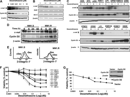 Figure 4. Dexamethasone decreases expression of c-maf and its target genes in multiple myeloma cell lines. LP-1 myeloma cells that overexpress c-maf but lack the t(14;16) translocation (A) and RPMI 8226 myeloma cells that have the t(14;16) translocation (B) were treated with increasing concentrations of dexamethasone. After treatment, cell lysates were immunoblotted using antibodies specific for c-maf, cyclin D2, XIAP, Bcl-2, and β-actin. (C) Myeloma cell lines were treated with dexamethasone (5 μmol/L) or buffer control for 24 hours. Total cell lysates were immunoblotted using antibodies specific for c-maf, cyclin D2, and β-actin. (D) MM1.S and the paired cell line MM1.R that lacks the glucocorticoid receptor were treated with dexamethasone (5 μmol/L). At increasing times after treatment, cell lysates were immunoblotted using antibodies specific for c-maf, cyclin D2, and β-actin. (E) MM1.S (glucocorticoid sensitive) and the paired cell line glucocorticoid-resistant MM1.R were treated with dexamethasone (DEX; 5 μmol/L) for 48 hours. After incubation, β-integrin-7 surface expression was measured by staining cells with anti-β–integrin-7-FITC, and flow cytometric analysis was performed. (F) Myeloma cell lines were treated with increasing concentrations of dexamethasone. Cell viability was measured 48 hours later by MTS assay. Cell viability is expressed as a mean percentage (± SD; n = 3) relative to untreated cells. (G) MM1.S cells were transfected with cDNA corresponding to cyclin D2 or empty vector. Twenty-four hours after transfection, cells were treated with increasing concentrations of dexamethasone for 24 hours. Cell viability was measured by MTS assay and expressed as a mean percentage (± SD; n = 3) relative to control cells. Inset: expression of cyclin D2 and β-actin by immunoblotting cell lysates from MM1.S cells transfected with cyclin D2 or empty vector.