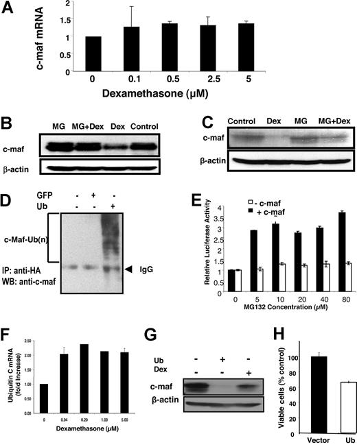 Figure 5. Glucocorticoids induce c-maf degradation through the ubiquitination-proteasome pathway. (A) RPMI 8226 myeloma cells were treated with increasing concentrations of dexamethasone for 48 hours. After treatment, mRNA was extracted. Levels of c-maf and GAPDH were detected by quantitative real-time PCR. Levels of c-maf were normalized for GAPDH expression and expressed as a mean fold change (± SD) over buffer-treated cells. (B) NIH3T3 cells overexpressing c-maf were treated with dexamethasone (DEX; 2 μmol/L) in the absence or presence of the proteasome inhibitor MG132 (MG; 10 μmol/L). After treatment, cell lysates were prepared, normalized for total protein, and analyzed by SDS-PAGE/immunoblotting using antibodies specific for c-maf and β-actin. (C) LP-1 myeloma cells overexpressing c-maf were treated with MG132 (10 μmol/L) and/or dexamethasone (2 μmol/L). After treatment, cell lysates were prepared, normalized for total protein, and analyzed by SDS-PAGE/immunoblotting using antibodies specific for c-maf and b-actin. (D) NIH3T3 cells were cotransfected with c-maf along with HA-ubiquitin (Ub) or GFP cDNA. Twenty-four hours after transfection, cells were lysed. Cell lysates were incubated with anti-HA beads overnight. The resultant precipitates were analyzed by SDS-PAGE/immunoblotting using antibodies specific for c-maf. IP indicates immunoprecipitation; and WB, Western blotting. (E) NIH3T3 cells overexpressing c-maf and the cyclin D2 promoter driving luciferase, and NIH3T3 cells without c-maf but overexpressing the cyclin D2 promoter driving luciferase were treated with dexamethasone (2 μmol/L) and increasing concentrations of MG132. After incubation, cyclin D2 transactivation was measured by luciferase assay and viability measured by MTS assay. The relative luciferase expression represents the mean of 3 independent experiments. (F) LP-1 myeloma cells were treated with increasing concentrations of dexamethasone for 24 hours. After treatment, total mRNA was extracted. Levels of ubiquitin C and GAPDH were measured by quantitative RT-PCR. Ubiquitin C expression was normalized for GAPDH and expressed as a mean fold change (± SD) over buffer-treated cells. (G) NIH3T3 cells overexpressing c-maf were transfected with ubiquitin cDNA or vector control, or treated with dexamethasone (5 μmol/L). Forty-eight hours after transfection, whole-cell lysates were prepared, normalized for total protein, and analyzed by SDS-PAGE/immunoblotting using antibodies specific for c-maf and β-actin. (H) LP-1 cells were transfected with cDNA corresponding to ubiquitin or empty vector. Twenty-four hours after transfection, cell viability was measured by MTS assay and expressed as a mean percentage (± SD; n = 3) relative to control cells.