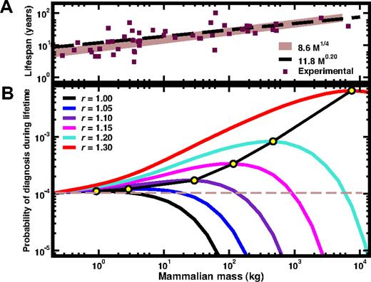 Figure 1. A. Relation between mammalian mass, lifespan and size of the active stem-cell pool, and the risk of HSC disorders. (A) Comparison between known values for the lifespan of several terrestrial mammals24 and the 2 scaling exponents considered in this work: the empirical scaling LE = 11.8M0.20 (- - -) and the ¼ scaling L = 8.6 M ¼ (—). While both scaling relations account for the qualitative trend of the data, the conclusions drawn from the panel below do not depend on the specific scaling relation used to describe the lifespan of a given mammal. (B) The probability of diagnosis during the lifespan is plotted as a function of the mass of the mammal, for different values of the relative selective advantage r of CSC. For most usual tumors one expects r ≥ 1.7, which moves the maximum of probability (illustrated by the yellow circles) outside of the plotted (and terrestrial mammals) range. Consequently, for such tumors it is an advantage to be as smaller a mammal as possible. The curves plotted predict that, for r = 1.05, only mammals with M > 18 kg are more protected against mutations with this value of r than mice; for r = 1.10 the threshold is already 125 kg; for r = 1.15 we obtain 870 kg, whereas for r = 1.20 the threshold becomes 5800 kg. These values correspond to the ages at which each line crosses the dashed horizontal line.