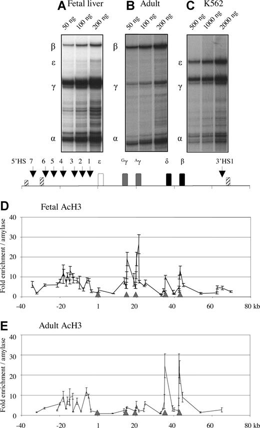 Figure 1. Profiles of globin gene expression and histone H3 acetylation in fetal and adult erythroblasts. The expression profiles of the human globin genes (A-C) were measured by RNase protections assays. Total RNA was prepared from several fetal liver samples and adult erythroblasts as well as K562 cells. Probes for RNase protections were human α-globin, ε-globin, γ-globin, and human β-globin samples were 105d FL (A), adult erythroblasts (B), and K562 (C). The amount of RNA used in each reaction is shown at the top of the panels. Quantification was carried out using a PhosphorImager (GE Healthcare, Chalfont St. Giles, United Kingdom). Histone acetylation profiles within the β-globin locus are shown in D (fetal stage) and E (adult stage). Each data point represents enrichment of crosslinked chromatin immunoprecipitated using antibodies against histone H3 acetylation. The y-axis values measure relative enrichments relative to the endogenous amylase gene. The results of 3 to 9 experiments are shown (± SEM). The x-axis is the coordinate of the human β-globin locus with the cap site of the ε-globin gene being set at 1. The human β-globin locus is represented above the graphs. Open box, ε-globin gene; gray boxes, Gγ- and Aγ-globin genes; closed boxes, δ- and β-globin genes; striped boxes, olfactory receptor genes. Gray arrowheads on the x-axis mark the positions of the globin gene promoters. Vertical arrows indicate DNase I hypersensitive sites.