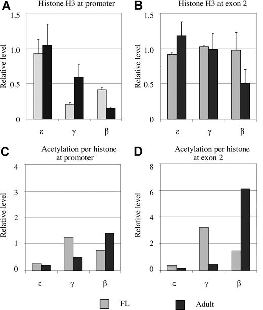 Figure 3. Histone H3 occupancy at the promoters and exon 2 of the ε-, γ-, and β-globin genes in fetal and adult erythroblasts. (A) Histone H3 occupancy at the ε-, γ-, and β-globin gene promoters. The y-axis is the H3 amount relative to the external mouse Aire gene. The ε gene promoter contains the same amount of H3 as the Aire gene. In comparison with the ε promoter, the occupancy of H3 at the γ and β gene promoters is reduced in fetal and adult erythroblasts. (B) H3 occupancy in exon 2 of the ε-, γ-, and β-globin genes in fetal and adult erythroblasts. Exon 2 of the γ and β genes has the same amount of histone H3 as that at ε gene at both stages except β exon 2 in adult erythroblasts. (C,D) Acetylation levels per histone H3 between fetal and adult erythroblasts at the promoters and exons.