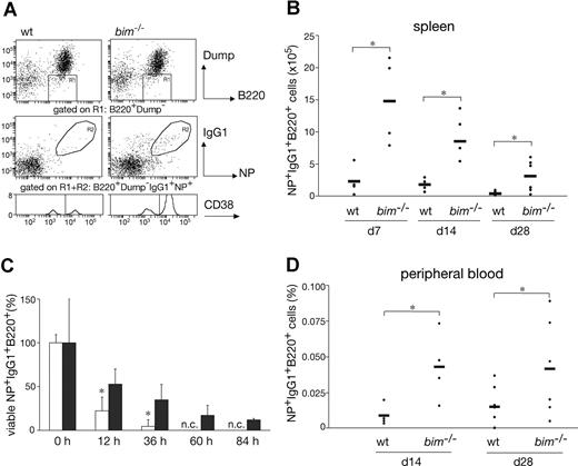 Figure 1. Bim-deficiency led to prolonged survival and abnormal accumulation of antigen-specific B cells. Mice (wt and bim−/−) were injected intraperitoneally with 100 μg of NP coupled to KLH; 28 days later, leukocytes were collected from the spleen and stained with the indicated antibodies and analyzed by flow cytometry. (A) Viable cells were gated on dump-channel negative (IgM−IgD−Gr-1−Mac-1−) and B220+ cells (R1). Among the cells in R1, those that had switched isotype to IgG1 and possessed the ability to bind the immunizing hapten NP coupled to the fluorescent protein allophycocyanin (APC) result in a population of antigen-specific IgG1+NP+ B cells (R2). These gated cells (R1R2) were then analyzed for CD38 expression to discriminate between memory (CD38high) and GC B cells (CD38low). The total numbers of antigen-specific IgG1+NP+ B cells in the spleen (B) and their percentages in blood (D) were determined as illustrated in (A). Data represent the mean (± SD) of n = 4 to 8 mice; (*P ≤ .05). (C) B220+ enriched B cells from immunized wt (□) and bim−/− (■) mice were cultured for the indicated times in simple medium, harvested, and stained to enumerate antigen-specific IgG1+NP+ B cells as shown in (A). The initial number of viable IgG1+NP+ B cells at time 0 h was set as 100%, and the proportion of viable cells remaining after the different times in culture is displayed (n.c. = no cells). Data represent means (± SD) of n = 3 mice. (*P < .02).