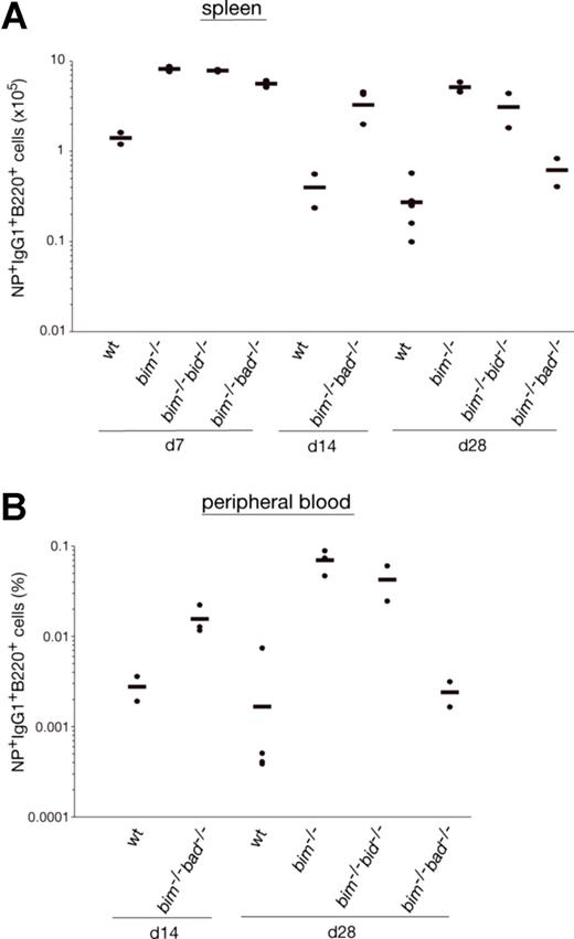 Figure 2. Bad- or Bid-deficiency did not further enhance the abnormal accumulation of antigen-specific B cells in bim−/− mice. Mice (wt, bim−/−, bim−/−bad−/−, or bim−/−bid−/−) were injected intraperitoneally with 100 μg of NP coupled to KLH, and leukocytes were collected from the spleen after 7, 14, and 28 days. Cells were stained with fluorochrome-conjugated surface marker-specific monoclonal antibodies and gated on IgM−IgD−Gr-1−Mac-1− cells by flow cytometry and analyzed for their proportion of antigen-specific B220+IgG1+NP+ B cells as illustrated in Figure 1A. The total numbers of antigen-specific IgG1+NP+ B cells in the spleen of bim−/−bad−/− and bim−/−bid−/− (A) were determined, and their percentages in the peripheral blood are also shown (B). Each data point represents a mouse: n = 2-3 bim−/−bad−/− mice, n = 2 bim−/−bid−/− mice, n = 3 bim−/−, and n = 3 wt mice.