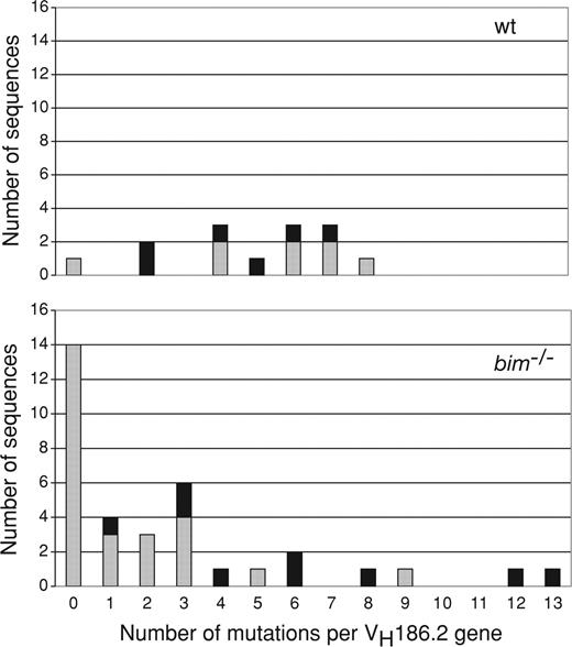 Figure 4. Abnormal persistence of memory B cells with no or only few VH186.2 gene somatic mutations in bim−/− mice. Wild-type and bim−/− mice were immunized with NP-KLH, and after 28 days, single antigen-specific IgG1+NP+ B cells with a memory B cell phenotype (CD38high) were sorted by flow cytometry. The cDNAs of the VH186.2 genes of these cells were amplified by PCR, sequenced, and the frequencies of mutations in wt and bim−/− B cells determined by comparison with the germ-line VH186.2 gene sequence. Distribution of somatic mutations in the VH186.2 genes of wt and bim−/− cells. Column height represents the total number of sequences, and the black portion indicates sequences with mutations giving rise to a tryptophan to leucine exchange at amino acid position 33 (W33L), which is known to lead to enhanced affinity for NP.