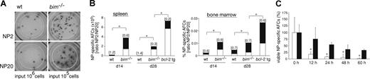 Figure 5. Bim-deficient mice accumulated abnormal numbers of AFCs but still only recruited high-affinity AFCs into the bone marrow. Wild-type and bim−/− mice were immunized with NP-KLH. After 14 or 28 days, spleen and bone marrow were harvested and ELISPOT assays performed to determine the numbers of NP-specific AFCs. (A) The picture shows the total of all IgG1+ NP-specific AFCs (high and low affinity; ie, antibodies capable of binding to NP20) and the high-affinity (ie, antibodies capable of binding to NP2 but not NP20) IgG1+ NP-specific AFCs from the spleen (note: wt input, 106 cells; bim−/− input, 105 cells). (B) Frequencies of NP-specific IgG1+-secreting AFCs in the spleen (left, total cell number) and bone marrow (right, percentage) of wt, bim−/−, and bcl-2 transgenic mice. The total column represents all AFCs (high plus low affinity; ie, binding to NP20) and the high-affinity (antibodies binding to NP2) AFCs are represented by the black proportion of the column. Affinity maturation is calculated as the ratio of NP2/NP20 cells and this is shown on top of each column. Data represent the mean of n = 3 to 9 mice; *P ≤ .008 (spleen) and P ≤ .04 (bone marrow) for both high-affinity and low-affinity anti-NP AFCs. (C) Splenic B cells from NP-KLH immunized wt (white columns) and bim−/− (black columns) mice were cultured in simple medium (no added cytokines) for the indicated times, and ELISPOT assays were performed to enumerate the surviving NP-specific (high-affinity; ie, binding to NP2) AFCs. The number of NP-specific IgG1+ AFCs at time 0 h was set as 100%, and the proportion surviving after the different times in culture is displayed. Data represent mean (± SD) from 4 cultures of 2 mice of each genotype. *P ≤ .02.