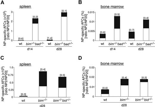 Figure 6. Additional loss of Bad or Bid did not further increase the abnormally elevated number of high-affinity AFCs and low-affinity AFCs in Bim-deficient mice. Wt, bim−/−, bim−/−bad−/−, or bim−/−bid−/− mice were immunized with NP coupled to KLH. After 14 or 28 days, spleen and bone marrow were harvested, and ELISPOT assays were performed to determine the numbers of NP-specific AFCs. Frequencies of NP-specific IgG1+-secreting AFCs in the spleen of wt and bim−/−bad−/− mice (A, total cell number) or wt, bim−/− and bim−/−bid−/− mice (C, total cell number) and in the bone marrow (B and D, percentage) were determined. The total numbers of AFCs are represented by the overall height of the column (high- plus low-affinity NP-specific AFCs; ie, binding to NP20) and the high-affinity (antibodies binding to NP2) AFCs are represented by the black proportion of the column. The ratio of NP2/NP20 antibody producing cells indicates the affinity maturation, and this is shown on top of each column. Data represent the mean of n = 2-3 bim−/−bad−/− mice, n = 2 bim−/−bid−/− mice, bim−/− = 3 mice, and n = 3 wt mice.
