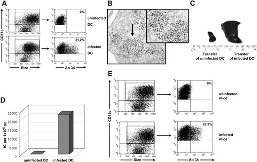 Figure 1. FV infection of myeloid DCs in vitro and in vivo. Myeloid DCs were generated from the BM of FV-infected BALB/c mice and analyzed for viral infection. (A) CD11c-gated DCs were stained for FV glycosylated Gag protein using mAb 34. A flow cytometric analysis representative for more than 20 independent DC cultures is shown (mean, 21.2% ± 0.8%). The mean percentage of positive cells (FV-infected cells) is given in the top right quadrant. (B) Electron microscopy picture of virus particles in an infected DC. Virus particles are visible as numerous small electron-dense bodies at the margin of the cytoplasm (). Transmission electron microscopy; original magnification, ×28 000. See “Analysis of cell-cell interactions within 3D collagen gels” for complete image acquisition information. (C) FV-induced splenomegaly in BALB/c mice at 2 weeks after transfer of 3.5 × 105 infected DCs (right). (D) Quantification of infected DCs using M dunni cells. A total of 1 × 105 DCs were cocultivated with the indicator cells, which were subsequently stained for infectious centers (ICs). Representative results for more than 5 independent experiments are shown. The uninfected DCs were generated from naive mice. (E) Myeloid DCs were isolated from the spleen of FV-infected BALB/c mice and analyzed for viral infection directly ex vivo. CD11c-gated DCs were stained for FV glycosylated Gag protein using mAb 34. A flow cytometric analysis representative for 5 individual mice is shown (mean, 22.3% ± 1.5%). The mean percentage of positive cells (FV-infected cells) is given in the top right quadrant.
