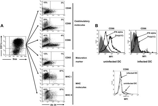 Figure 2. Expression of costimulatory and MHC molecules on FV-infected DCs. (A) Myeloid DCs were generated from the bone marrow of FV-infected BALB/c mice and analyzed for the expression of cell-surface molecules. CD11c-gated DCs were stained for FV glycosylated Gag protein using mAb 34 and for costimulatory molecules, maturation maker CD83, or MHC molecules. The infected cells are in the right quadrants, whereas uninfected cells are shown in the left quadrants. The different populations were from the same culture of DCs generated from an infected mouse. The percentage of cells positive for the different DC markers in both the infected and uninfected populations of DCs is given in the top quadrants. A flow cytometric analysis representative for more than 10 independent DC cultures is shown. (B) Myeloid DCs were generated from the bone marrow of FV-infected or uninfected BALB/c mice and stimulated in vitro with IFNα (1000 U/mL) or poly(I:C) (100 μg/mL). Afterward, CD11c+-gated DCs were stained for the expression of the costimulatory molecule CD86 as a surrogate marker for DC maturation. The histogram on the left shows the mean fluorescence intensity (MFI) of uninfected cultures, whereas the right histogram shows the results for FV-infected DC cultures. The gray curves represent the isotype control for the CD86 staining. The lower histogram shows the CD86 staining of uninfected or infected DCs that were not treated (no IFN or poly(I:C)). A flow cytometric analysis representative for 6 independent DC cultures is shown.