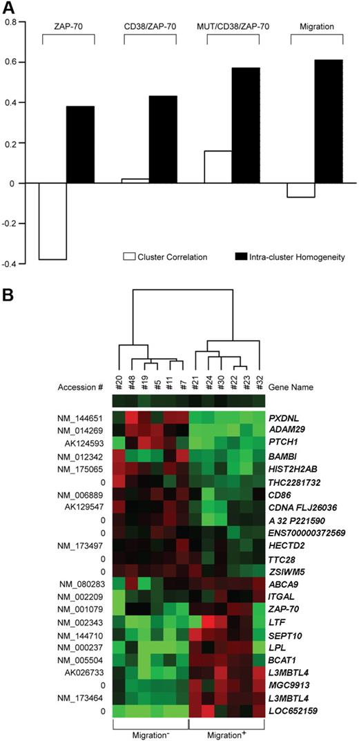 Figure 6. Comparison of molecular and functional parameters in CLL gene profiling. (A) Supervised analysis of microarray data obtained from 20 CLL samples distinguished on the basis of molecular (ZAP-70, CD38/ZAP-70, MUT/CD38/ZAP-70) or functional (Migration) characteristics. The performance of each class separation was calculated by measuring intercluster correlation (□) and intracluster homogeneity (■). Scores range from −1 to 1, where 1 represents complete genetic overlap, 0 means lack of correlation, and −1 indicates total genetic anticorrelation. (B) Representation of the expression pattern of 24 genes differentially expressed between 6 most- and 6 least-migrating samples. Colored squares refer to intensity ratios created by dividing the gene intensities of each sample with the weighted average of the gene intensities of all other samples analyzed. Red and green colors indicate up- and down-regulation, respectively. Accession numbers are listed on the left, while gene names are on the right.