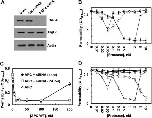 Figure 4. The effect of thrombin on the permeability of endothelial cells in the presence of protein C S195A and siRNA for PAR-4. (A) EA.hy926 cells were transiently transfected with siRNA for PAR-4 or control siRNA (1 μg each). After 3 days of incubation at 37°C, total cellular proteins were extracted, separated on 10% SDS-PAGE, and Western-blotted with antibodies directed to either PAR-4 or PAR-1. An antibody against actin was used as internal control. (B) EA.hy926 cells were incubated with increasing concentrations of thrombin (○), thrombin with prior treatment of cells for 3 days with control siRNA (●), thrombin with prior treatment of cells with siRNA for PAR-4 (□), thrombin + PC-S195A (■), thrombin + PC-S195A with prior treatment of cells with control siRNA (▵), and thrombin + PC-S195A with prior treatment of cells with siRNA for PAR-4 (▴) for 3 hours before inducing permeability with 5 nmol/L thrombin for 10 minutes. (C) The same as (B) except that the barrier-protective effect of APC was monitored in the absence (▵) and presence of control siRNA (●) or siRNA for PAR-4 (□). (D) The barrier-protective effect of thrombin + PC-S195A in endothelial cells is sensitive to PTX. EA.hy926 cells were incubated with increasing concentrations of thrombin (○), thrombin with prior treatment of cells with 100 ng/mL PTX for 16 hours (●), APC (□), APC with prior treatment of cells with 100 ng/mL PTX for 16 hours (■), thrombin + PC-S195A (▵), and thrombin + PC-S195A with prior treatment of cells with PTX (▴) for 3 hours before inducing permeability with 5 nmol/L thrombin. Error bars represent SD.