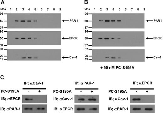 Figure 5. SDS-PAGE, immunoblotting, and coimmunoprecipitation of lipid raft/caveolae preparations derived from EA.hy926 cells with and without treatment with PC-S195A. (A) After SDS-PAGE of membrane fractions prepared by discontinuous sucrose gradient ultracentrifugation, they were immunoblotted with antibodies directed to PAR-1, EPCR, and caveolin-1. (B) The same as (A) except that the fractions were derived from EA.hy926 cells treated with 50 nmol/L PC-S195A. (C) Total cellular proteins from nontreated and PC-S195A-treated EA.hy926 cells were immunoprecipitated with anti-caveolin-1, anti-PAR-1, and anti-EPCR antibodies, separated on SDS-PAGE and immunoblotted with different pairs of the same antibodies.