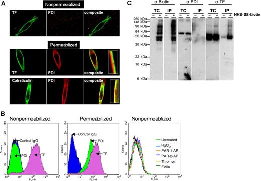 Figure 3. PDI was localized intracellularly and not at the cell surface. (A) Cellular localization of PDI by immunofluorescence confocal microscopy. Nonpermeabilized and permeabilized MDA-MB-231 cells were immunostained with rabbit anti-human PDI or monoclonal anti-human PDI, monoclonal anti-human TF (10H10), or rabbit anti-calreticulin antibody, followed by Oregon Green–labeled anti-rabbit and Rhodamine red-conjugated anti-mouse antibodies as secondary reporter antibodies. (B) Nonpermeabilized and permeabilized MDA-MB-231 cells were stained with anti-PDI IgG or anti-TF immunoglobulin G (IgG), followed by FITC-conjugated secondary antibodies. In the right panel, MDA 231 cells were treated with HgCl2 (25 μM), PAR-1 or PAR-2 agonist peptides (50 μM), thrombin, or FVIIa (10 nM) for 30 minutes before the cells were stained with PDI antibodies. The cells were analyzed by flow cytometry. (C) MDA-MB-231 cells were labeled with cell-impermeant NHS-SS-biotin or a control vehicle. Total cell extracts and cell extracts subjected to immunoprecipitation with streptavidin-agarose were immunoblotted with anti-biotin, anti-PDI, or anti-TF antibodies. TC indicates total cell extract; IP, immunoprecipitated; and kDa, kilodaltons.