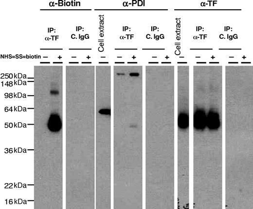 Figure 4. No evidence that PDI associates with tissue factor. MDA-MB-231 cells were labeled with cell-impermeant NHS-SS-biotin or a control vehicle. Total cell extracts and cell extracts subjected to immunoprecipitation with anti-TF IgG or control IgG were immunoblotted with anti-biotin, anti-PDI, or anti-TF antibodies.