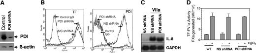 Figure 6. PDI silencing had no effect on TF-FVIIa coagulant and cell-signaling functions. (A) Immunoblot analysis of MDA-MB-231 cell extracts that were stably transfected with PDI shRNA or a nonspecific shRNA. Blots were probed with anti-PDI or anti-β-actin antibodies. (B) FACS analysis of MDA-MB-231 cells transfected with nonspecific shRNA and PDI-specific shRNA for TF (left) and PDI (right) expression, respectively. For PDI staining, cells were permeabilized with 0.1% Triton X-100, whereas nonpermeabilized cells were used to stain cell surface TF expression. (C) MDA-MB-231 cells stably transfected with PDI-specific shRNA or nonspecific shRNA control vector were stimulated with FVIIa (10 nM) for 60 minutes and TF-FVIIa-induced IL-8 expression was determined by Northern blot analysis. NS shRNA indicates nonspecific shRNA; and GAPDH, glyceraldehyde-3-phosphate dehydrogenase. (D) Wild-type (WT) MDA 231 cells or MDA 231 cells stably transfected with nonspecific or PDI-specific shRNA were treated with control vehicle or HgCl2, and the cell surface TF-FVIIa coagulant activity was determined as described in Figure 1. Data are expressed as mean plus or minus SEM (n = 3).
