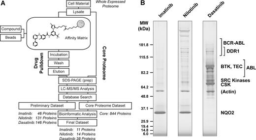 Figure 2. Bioinformatics analysis incorporating the K562 core proteome significantly reduces the pulldown dataset volume for each drug, the interactomes of which display substantial differences. (A) Schematic representation of the workflow of chemical proteomics experiments and core proteome analysis, annotated for different stages with the respective number of proteins (italics). (B) SDS-PAGE result of a 4% to 12% gradient gel after silver staining of a K562 pulldown set prior to band excision and further processing for MS analysis. All 3 displayed lanes are derived from the same gel. Significant bands, corresponding to the TEC family kinases (BTK, TEC), SRC family kinases, c-SRC kinase CSK, and the oxidoreductase NQO2, as well as regions corresponding to BCR-ABL, DDR1, and ABL are labeled.