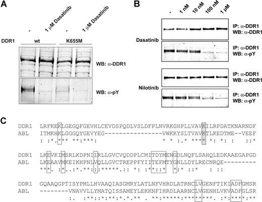 Figure 4. DDR1 is potently inhibited by nilotinib and dasatinib. (A) DDR1 wild-type (wt) and a kinase-inactive variant (K655M) were overexpressed in HEK293 cells and left untreated or treated for 1 hour with 1 μM dasatinib. Total cell lysates were immunoblotted with anti-DDR1 and antiphosphotyrosine antibodies. (B) DDR1 was overexpressed in HEK293 cells and treated for 1 hour with the indicated concentrations of dasatinib and nilotinib. Immunoprecipitated DDR1 was immunoblotted in parallel with anti-DDR1 and antiphosphotyrosine antibodies. (C) Sequence alignment of human ABL and human DDR1. All residues that are contacted by dasatinib are indicated by boxes and conserved among the 2 kinases. The lysine residue that is mutated in the kinase-inactive DDR1 variant K655M is indicated by gray shading.
