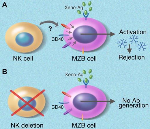 The authors have demonstrated a novel interaction between marginal-zone B cells and NK cells in xenotransplantation. They have shown that (A) NK-cell help is required for T-independent xenoantibody production using C57BL/6 nude mice as recipients, and (B) depletion of NK cells abrogates xenoantibody production.