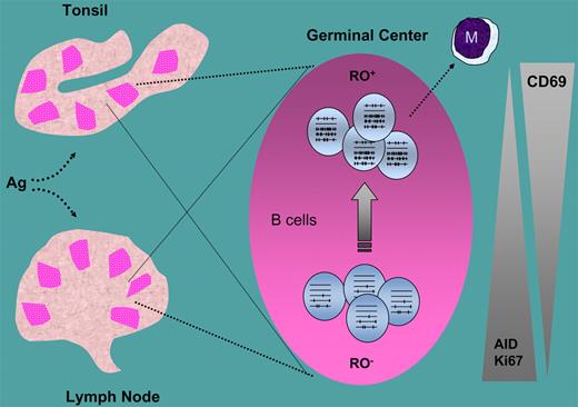 RO− and RO+ B cells in germinal centers and their relationship with somatic hypermutation, and activity, cell proliferation (Ki67), and activation (CD69). M indicates memory B cells.