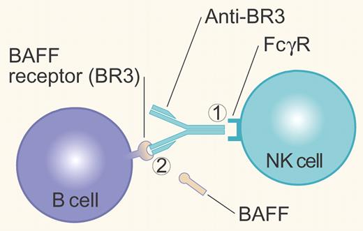Anti-BR3 mAb can control B cells either by (1) crosslinking cell surface BR3 with the FcγR on NK cells, resulting in Antibody Dependent Cell-mediated Cytotoxicity; or (2) blocking binding of the survival factor BAFF to its BR3 receptor. Illustration by Paulette Dennis.