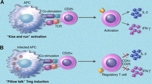 Retrovirus infection of mDCs promotes expansion of Treg cells. (A) Uninfected antigen-presenting cells (APC) experiencing a brief interaction (“kiss and run”) between CD4+CD25− T cells results in full activation of effector T-cell phenotype. (B) Friend retroviral infection of mDCs impairs APC costimulation mol-ecule expression, resulting in more prolonged DC–T-cell interaction (“pillow talk”), which results in expansion of Treg cells from CD4+CD25− T cells. Emergence of Treg cells provides a novel pathway for immune escape from retroviral infection.