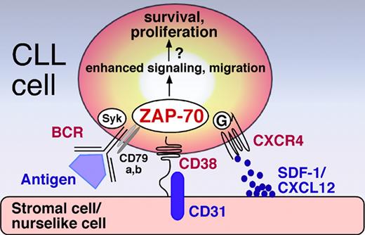 ZAP-70 integrates BCR, CD38, and CXCR4 signaling, allowing ZAP-70+/CD38+ CLL cells to home to a stromal microenvironment where they receive growth and survival signals. Ligation of CD38 by its ligand CD31 expressed on stromal and nurselike cells induces ZAP-70 phosphorylation. ZAP-70+ enhances CLL cell migration to SDF-1/CXCL12 secreted by stromal and nurselike cells by increasing CXCR4 chemokine receptor signaling downstream of CXCR4-associated G proteins. Moreover, ZAP-70 enhances the capacity of CLL cells to respond to antigen by recruitment of ZAP-70 and Syk to the cytoplasmatic portion of activated BCR complex (CD79 a/b).