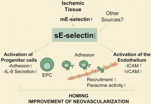 Proposed mechanism of soluble E-selectin-mediated improvement of neovascularization. sE-selectin indicates soluble E-selectin; EPC, endothelial progenitor cells.