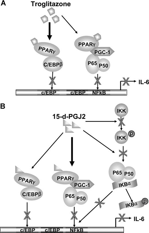 Figure 6. Cross talk between PPARγ and NF-κB or between PPARγ and C/EBPβ. (A) Troglitazone inhibition of IL-6 transcription. C/EBPβ and NF-κB bind to the promoter region of the IL-6 gene and their cooperation is needed to activate IL-6 transcription. The nuclear receptor PPARγ can be activated by troglitazone. Predominately, the complex between C/EBPβ and troglitazone-bound PPARγ leads to decreased DNA binding and transactivation of C/EBPβ, in turn inhibiting gene expression of IL-6. In addition, PGC-1, a coactivator, is shared by both PPARγ and NF-κB. After activation by ligands, ligand-bound PPARγ competes for the limited amounts of PGC-1. Therefore, NF-κB dissociates with PGC-1 and decreases NF-κB DNA-binding and transactivation, leading to blocked IL-6 transcription. (B) 15-d-PGJ2 inhibition of IL-6 transcription. Although 15-d-PGJ2 also shares the above ligand-bound PPARγ down-regulation mechanisms on C/EBPβ and NF-κB, 15-d-PGJ2, compared with troglitazone, prefers to use PGC-1 as a bridging protein to associate with NF-κB. In addition, 15-d-PGJ2 inactivates NF-κB through decreasing phosphorylation of IKK and IκB.