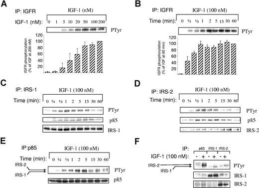 Figure 1. IGF-1 stimulates tyrosine phosphorylation of the IGF receptor and downstream signaling to IRS-1, IRS-2, and p85 PI3K. Washed platelets were stimulated with the indicated concentration of IGF-1 for 2 minutes (A,F) or stimulated for the indicated times with IGF-1 (100 nM) (B-E). Platelets were extracted, and the IGF receptor (IGFR) (A,B), IRS-1 (C), IRS-2 (D), and p85 (E) were subsequently immunoprecipitated (IP). The immunoprecipitates were subjected to SDS-PAGE followed by immunoblotting with the indicated antibodies (PTyr, antiphosphotyrosine). The bar graph represents quantification of the phosphorylation of the IGF receptor (ratio of phosphorylated/total) expressed as a percentage of the IGF-1 response at 200 nM (A) or at 60 minutes (B) (means ± SEM; n = 3). Membranes were stripped and reprobed with anti–IRS-1 (C), anti–IRS-2 (D), and p85 (E) to confirm equal loading. Results are representative of 3 similar experiments.