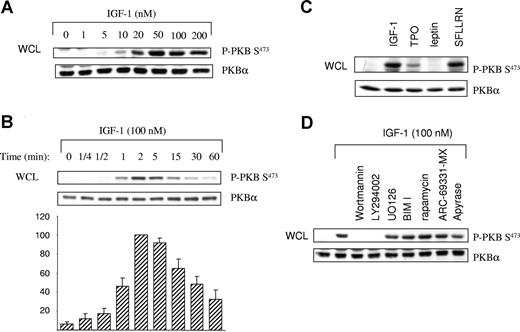 Figure 2. IGF-1 stimulates phosphorylation of PKB in a PI3K-dependent manner. Washed platelets were stimulated with the indicated concentration of IGF-1 for 2 minutes (A), stimulated for the indicated times with IGF-1 (100 nM) (B), stimulated with IGF-1 (100 nM for 2 minutes), TPO (100 ng/mL for 10 minutes), leptin (100 ng/mL for 5 minutes), and SFLLRN (5 μM for 5 minutes) (C), or incubated with wortmannin (100 nM for 10 minutes), LY294002 (20 μM for 10 minutes), UO126 (10 μM for 10 minutes), bisindolylmaleimide I (BIM1; 5 μM for 10 minutes), rapamycin (200 nM for 10 minutes), ARC-69331-MX/A3P5P (1 and 100 μM for 3 minutes) and apyrase (2 U/mL for 3 minutes) prior to stimulation with IGF-1 (100 nM) for 2 minutes (D). Platelets were extracted and whole-cell lysate (WCL) was subjected to SDS-PAGE followed by immunoblotting with the anti-P–PKBSer473 antibody. The bar graph (B) represents quantification of the phosphorylation of PKB (ratio of phosphorylated/total) expressed as a percentage of the IGF-1 response at 2 minutes (means ± SEM; n = 7). Membranes were stripped and reprobed with anti-PKBα antibody to confirm equal loading. Results (A,C,D) are representative of 3 similar experiments.