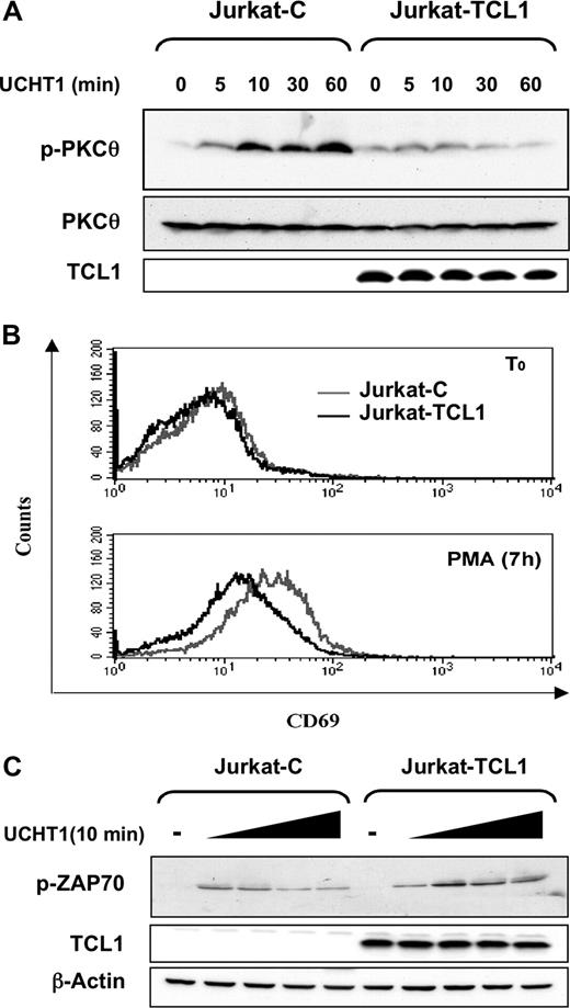 Figure 2. TCL1 inhibits PKCθ activation. (A) Jurkat-C and Jurkat-TCL1 were stimulated with UCHT1 for different times, as indicated. Thr538-PKCθ phosphorylation (p-PKCθ, top) and TCL1 expression (bottom) were determined by Western blotting. Total PKCθ expression was used as a loading control (middle). A representative experiment of the 3 performed is shown. (B) Jurkat-C (gray line) and Jurkat-TCL1 (black line) were stimulated with PMA for 7 hours and CD69 expression was assessed by flow cytometry. A representative experiment of the 3 performed is shown. (C) Jurkat-C and Jurkat-TCL1 were stimulated with UCHT1 for 10 minutes at different concentrations. ZAP70 phosphorylation (p-ZAP70) and TCL1 expression were determined by Western blotting. β-Actin expression was used as loading control. A representative experiment of the 2 performed is shown.