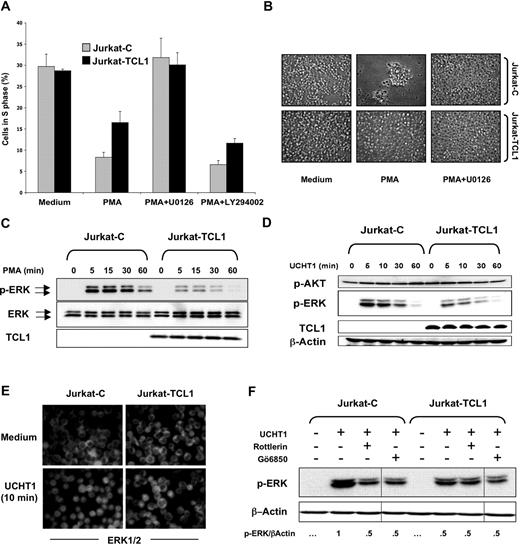 Figure 4. TCL1 inhibits ERK activation. (A) Jurkat-C (gray box) and Jurkat-TCL1 (black box) were either treated or untreated with PMA in presence or absence of U0126, added 1 hour before and during the stimulation period. Cells were collected after 24 hours, stained with PI, and analyzed for cell cycle distribution (S phase) using flow cytometry. Three additional experiments gave similar results. Error bars represent SD. (B) Photomicroscopy of Jurkat-C and Jurkat-TCL1, treated or untreated with PMA for 3 days in presence or absence of U0126. Two additional experiments gave similar results. (C) Jurkat-C and Jurkat-TCL1 were stimulated with PMA at different times, as indicated in the figure. ERK phosphorylation (p-ERK) and TCL1 expression were determined by Western blotting. Total ERK expression was used as a loading control. A representative experiment of 5 performed is shown. Two polyclonal populations from independent transfections were tested with similar results (data not shown). (D) Jurkat-C and Jurkat-TCL1 were stimulated with UCHT1 at different times, as indicated in the figure. ERK phosphorylation (p-ERK), AKT phosphorylation (p-AKT), and TCL1 expression were determined by Western blotting. β-Actin expression was used as a loading control. A representative experiment of 4 performed is shown. (E) Jurkat-C and Jurkat-TCL1 were stimulated with UCHT1 for 10 minutes, and ERK was analyzed by immunofluorescence using an anti-ERK (FITC). Representative images of 3 independent experiments are shown. (F) Jurkat-C and Jurkat-TCL1 were stimulated with UCHT1 in presence or absence of rottlerin (10 μM) or Gö6850 (1 μM), added 1 hour before and during the stimulation period. ERK phosphorylation was determined by Western blotting. After quantification, the p-ERK/β-actin ratio was determined as indicated at the bottom. Vertical lines have been inserted to indicate a repositioned gel lane. A representative experiment of 2 performed is shown.