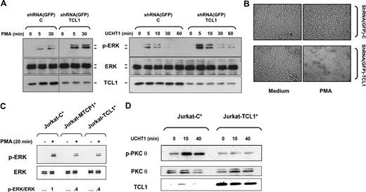 Figure 5. TCL1 is the actor of cellular and biochemical phenotypes observed in Jurkat cells. (A) Jurkat-TCL1 cells were transduced with shRNA(GFP)-C and shRNA(GFP)-TCL1 vectors and stimulated with PMA (left) or UCHT1 (right) at the times indicated in the figure. ERK phosphorylation and TCL1 expression were determined by Western blotting. Total ERK expression was used as a loading control. A vertical line has been inserted to indicate a repositioned gel lane. A representative experiment of 2 performed is shown. (B) Photomicroscopy of Jurkat-TCL1 transduced with shRNA(GFP)-C and shRNA(GFP)-TCL1 vectors and treated or untreated with PMA for 3 days. (C) Jurkat cells were cotransfected with TCL1, MTCP1, or control vector and GFP-expression vector. Sorted GFP-positive transient transfected Jurkat cells (Jurkat-C*, Jurkat-TCL1*, and Jurkat-MTCP1*) were stimulated with PMA for 20 minutes (left). ERK phosphorylation and ERK expression were determined by Western blotting. After quantification, the p-ERK/total ERK ratio was determined as indicated at the bottom. (D) Transient transfected cells Jurkat-C* and Jurkat-TCL1* were stimulated with UCHT1. PKCθ phosphorylation and TCL1 expression were determined by Western blotting. Total PKCθ expression was used as a loading control.