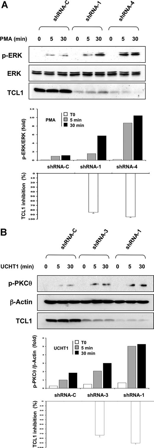 Figure 6. Decreased TCL1 expression in SUP-T11 cell line restores PKCθ pathway activation. (A) SUPT-11 cells were transduced with shRNA-C, shRNA-TCL1(1), and shRNA-TCL1(4) vectors and stimulated with PMA (10 ng/mL) at the times indicated in the figure. ERK phosphorylation and TCL1 expression were determined by Western blotting. Total ERK expression was used as loading control. A representative experiment of 3 performed is shown. After quantification, the p-ERK/ERK ratio (top panel, white box: t = 0 minute; gray box: t = 5 minutes; black box, t = 30 minutes of PMA induction) and TCL1 expression inhibition (bottom panel, a white box represents the mean plus or minus SE of the 3 time points for each shRNA) were determined and related to shRNA control and represented as histograms. A representative experiment of 2 performed is shown. (B) SUPT-11 cells were transduced with shRNA-C, shRNA-TCL1(1), and shRNA-TCL1(3) vectors and stimulated with UCHT1 at the times indicated in the figure. PKCθ phosphorylation and TCL1 expression were determined by Western blotting. β-Actin expression was used as loading control. After quantification, the pPKCθ/β-actin ratio (top panel, white box: t = 0 minute; gray box: t = 5 minutes; black box, t = 30 minutes of PMA induction) and TCL1 expression inhibition (bottom panel, a white box represents the mean plus or minus SE of the 3 time points for each shRNA) were determined and related to shRNA control and represented as histograms. A representative experiment of 2 performed is shown.