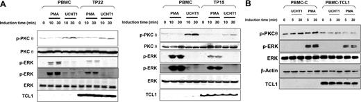 Figure 7. Expression of TCL1 in primary transformed and untransformed T lymphocytes inhibits PKCθ and ERK activation. (A) Human normal PBMCs and T-PLL cells overexpressing TCL1 (TP22 on left and TP15 on right) were stimulated with PMA or UCHT1 at different times as indicated in the figure. PKCθ phosphorylation (top), ERK phosphorylation (2 exposures are shown to visualize the weaker signal in UCHT1 stimulation) (middle), and TCL1 expression (bottom) were determined by Western blotting. Total ERK and PKCθ expression were used as loading controls. A representative experiment of the 2 performed is shown. (B) PBMCs were transduced with pCDH1 (PBMC-(C) and pCDH1-TCL1 (PBMC-TCL1) vectors and stimulated with UCHT1 or PMA at the times indicated in the figure. ERK and PKCθ phosphorylation, and TCL1 expression were determined by Western blotting. Total ERK and β-actin expression were used as loading control. A representative experiment of 2 performed is shown.