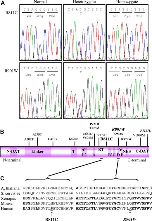 Figure 3. Genetic characterization of the 2 homozygous TERT mutations. (A) Sequence changes in the TERT gene from both families are shown. Direct DNA sequence analysis shows normal, heterozygous, and homozygous patterns, giving rise to the R811C and R901W substitutions as indicated. (B) A schematic representation of the TERT protein indicates the location of the 2 amino acid substitutions. Conserved domains are indicated by the dark purple boxes, while areas of low conservation are in light purple. Characterized heterozygous mutations and the 2 novel homozygous TERT variants are shown above the linear protein. Their respective clinical phenotypes are indicated as follows: HH in bold italics, DC in bold, AA/MDS in normal text, and polymorphic mutations are underlined. (C) Two regions in the RT domain containing the R811C and R901W substitutions have been expanded below and the amino acid sequence for 5 species aligned. The homozygous mutations (underlined italics) are arrowed. The alignment was carried out by MultAlin.49 The Entrez TERT protein sequences used are as follows: NP_003210 for human, NP_033380 for mouse, AAG43537 for Xenopus laevis, S53396 for Saccharomyces cerevisiae, and T51517 for Arabidopsis thaliana.50 Interestingly, neither amino acid position is highly conserved between the different species. N-DAT/C-DAT indicates N-terminal/C-terminal dissociates activities of telomerase domains; T, telomerase-specific domain; RT, reverse-transcriptase domain; and NES, nuclear export signal domain.