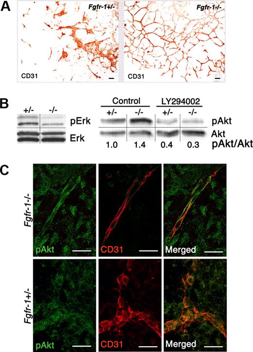 Figure 1. Changes in vascularization and signal transduction in Fgfr-1−/− embryoid bodies. (A) Increased vessel formation in the absence of exogenous growth factors in Fgfr-1−/− embryoid bodies compared with Fgfr-1+/−. Bars represent 100 μm. (B) Analysis of serine/threonine kinases Erk and Akt and their phosphorylated counterparts by immunoblotting. Phosphorylation of Akt was evaluated in the absence (control) and presence (LY294002) of the PI3K inhibitor (10 μM) in Fgfr-1+/− and Fgfr-1−/− embryoid bodies on day 8 of differentiation. Quantification shows fold induction of phosphorylated Akt/Akt protein (pAkt/Akt) in relation to pAkt/Akt in the +/− control (set to 1). The figure shows results representative of several individual experiments. Vertical lines indicate gel lanes repositioned from the same blot, whereas horizontal lines mark the boundary between consecutive blots for pErk/Erk and pAkt/Akt, respectively. (C) Immunofluorescence staining of pAkt (green) and CD31 (red) in Fgfr-1−/− and Fgfr-1+/− embryoid bodies at day 8. Bars represent 20 μm.
