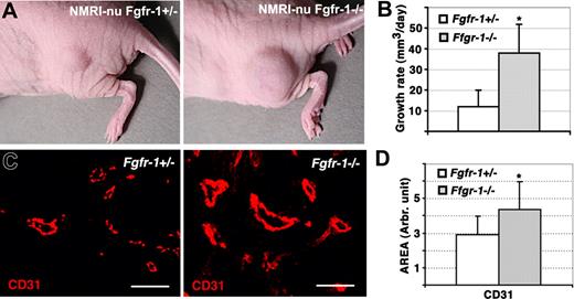 Figure 2. Increased tumor growth and vascularization of Fgfr-1−/− teratomas. (A) Growth of Fgfr-1+/− and Fgfr-1−/− teratomas in NMRI-nu mice. (B) The volume of the teratomas was determined regularly by measuring with a caliper, allowing estimation of the teratoma growth rate (mm3/day). The difference in growth rate between Fgfr-1+/− and Fgfr-1−/− teratomas was statistically different; *P = .007. (C) Staining of teratoma sections for CD31 expression (red). Bars represent 50 μm. (D) Quantification of the CD31+ area in Fgfr-1+/− and Fgfr-1−/− teratomas. The CD31+ area was significantly increased (*P = .002) in the Fgfr-1−/− teratomas.